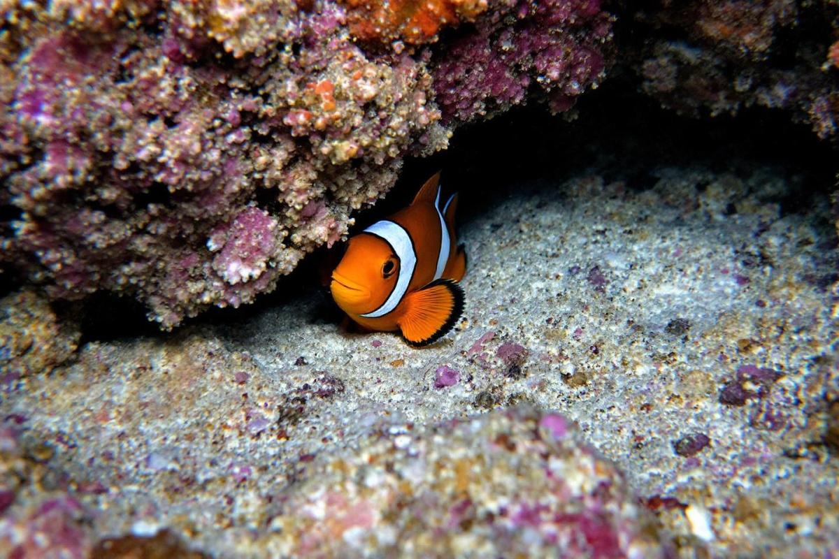 Alerte : 87% des poissons-clowns de la mer Rouge ont disparu (la cause va vous choquer)
