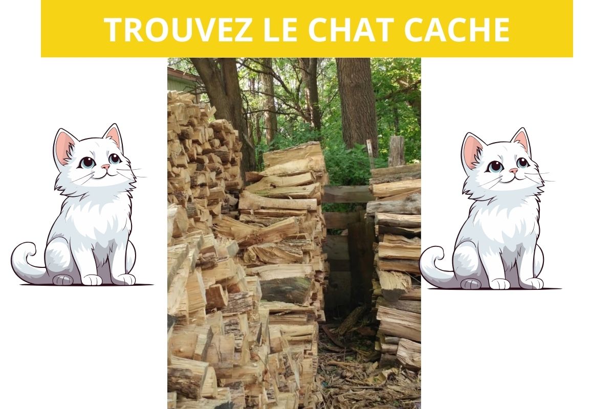 Pouvez-vous repérer le chat caché dans la pile de bûches? Si oui, vous êtes bien au dessus de la moyenne !