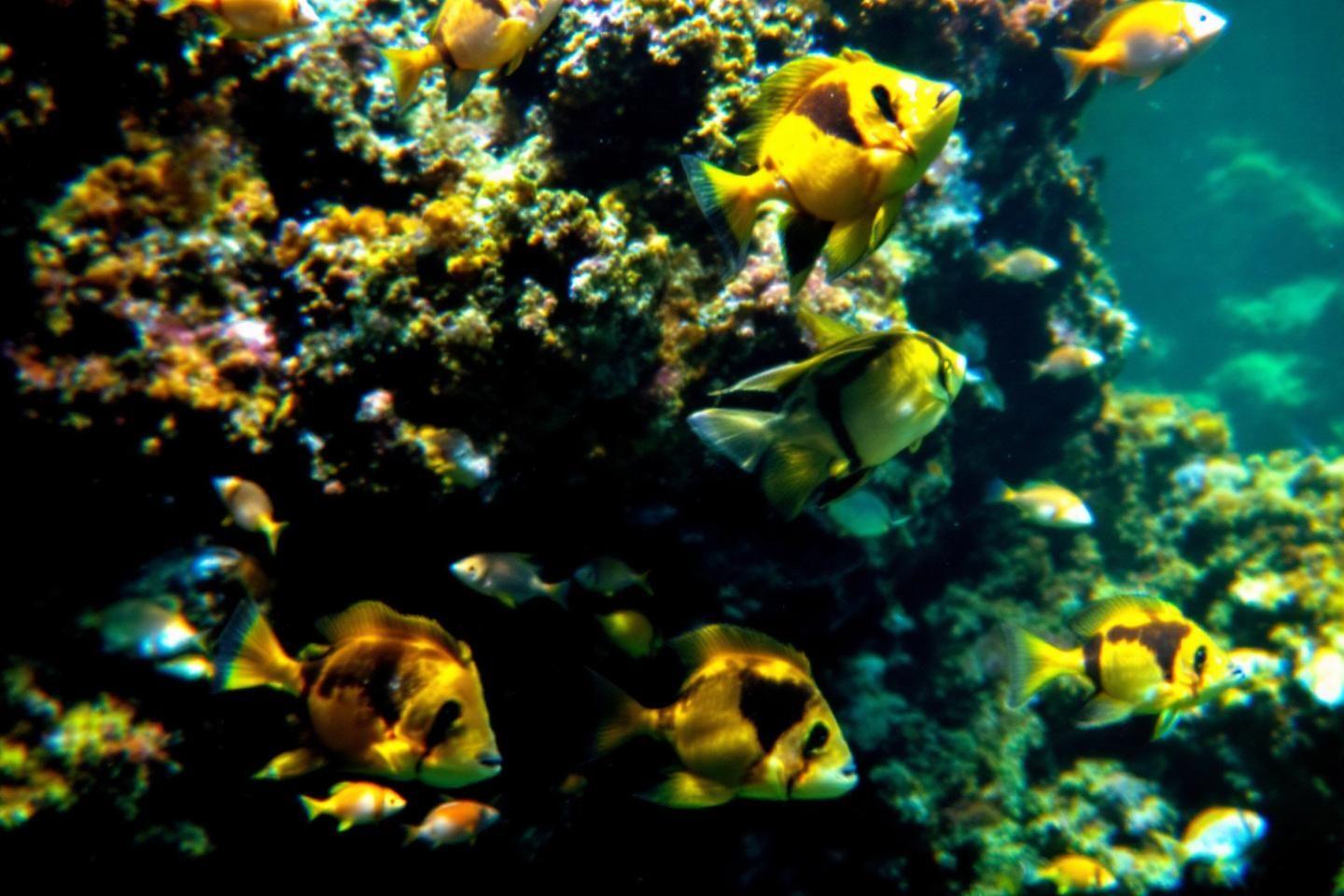 Banc de poissons jaunes et noirs dans un environnement corallien
