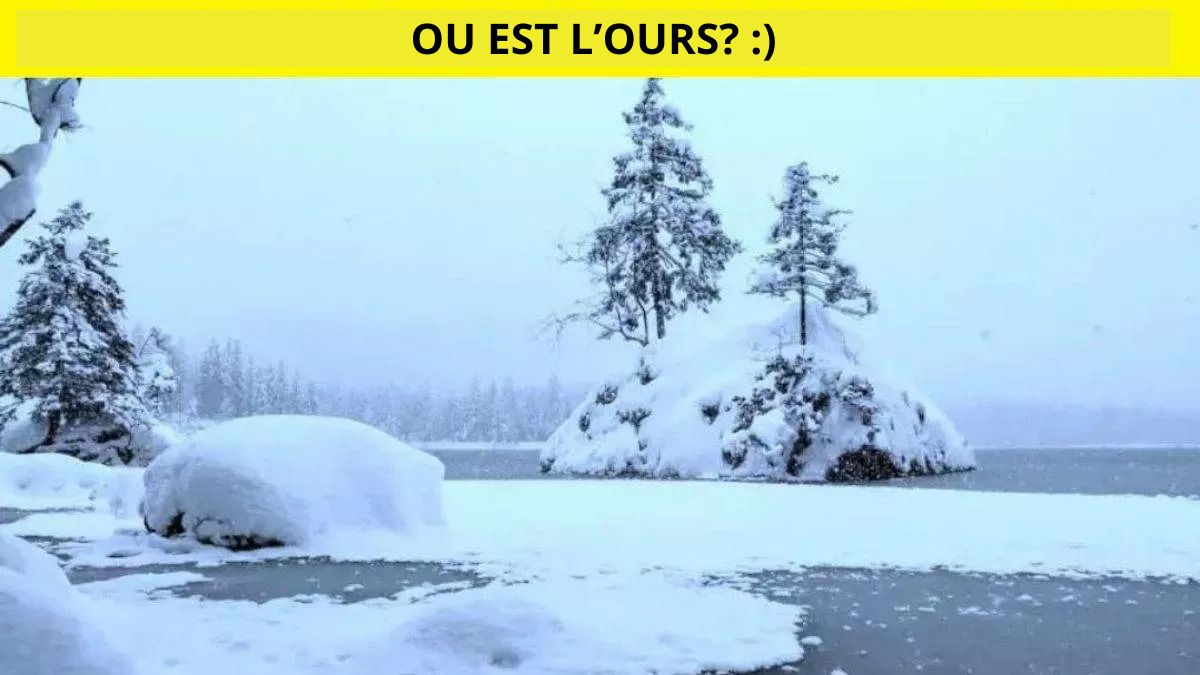 Test de QI d'illusion d'optique : seuls les 5% les plus perspicaces peuvent repérer l'ours polaire en 5 secondes !