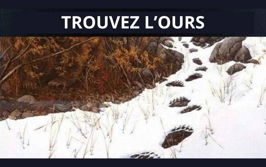 Test de QI par illusion d'optique : seul 1% des gens à la vue perçante peuvent repérer l'ours en 5 secondes !