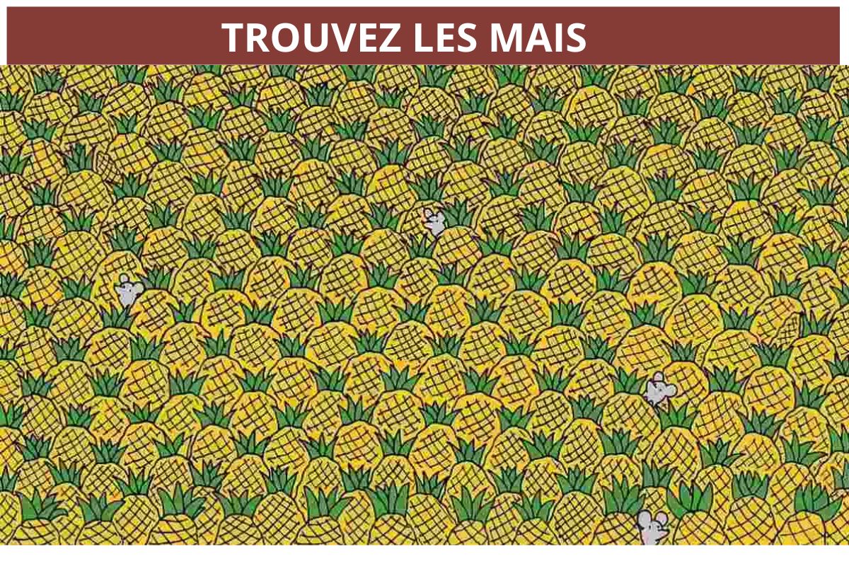 Test de QI avec puzzle d'image : Vous avez plus de 100 de QI si vous trouvez les 4 épis de maïs  dans le champ d'ananas