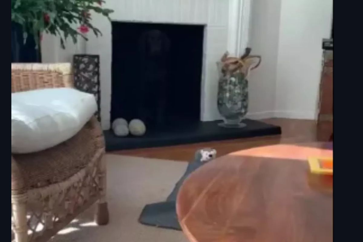 Test de QI par illusion d'optique : trouvez le chien qui se cache dans ce salon confortable en 9 secondes