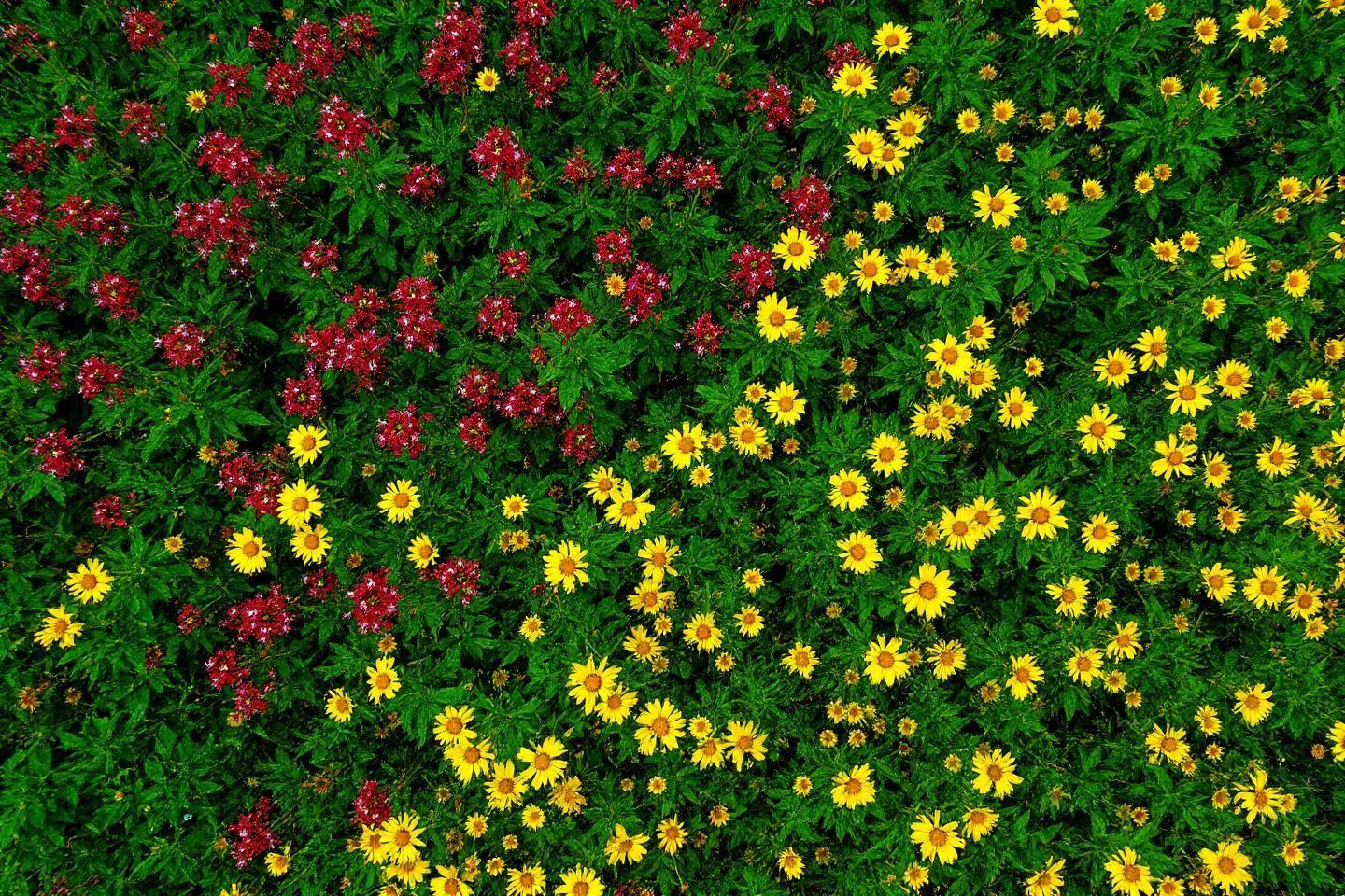 Prairie dense avec marguerites jaunes et fleurs rouges vertes
